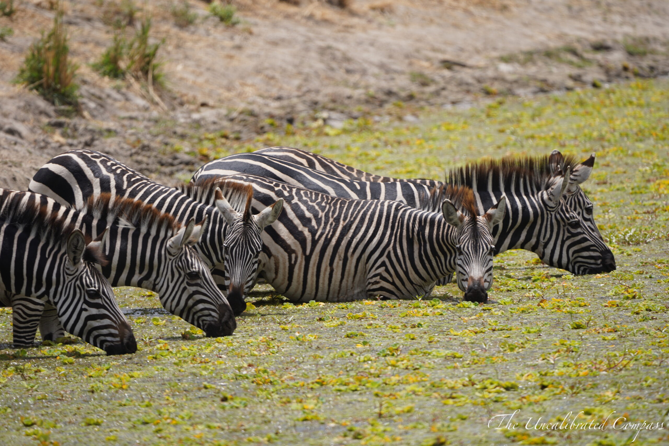 Serengeti, Tanzania