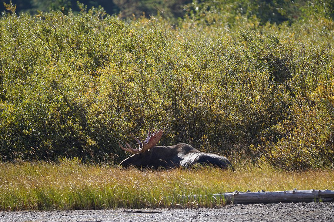 How to spot a moose