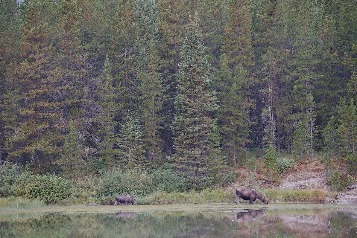 How to spot a moose