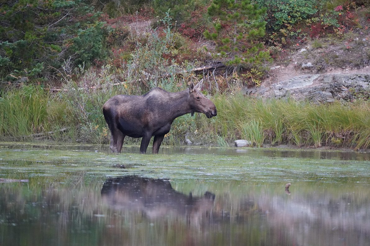 How to spot a moose