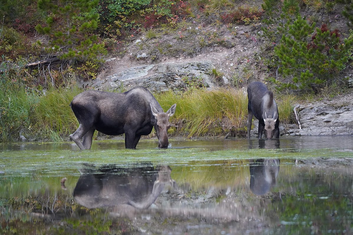 How to spot a moose