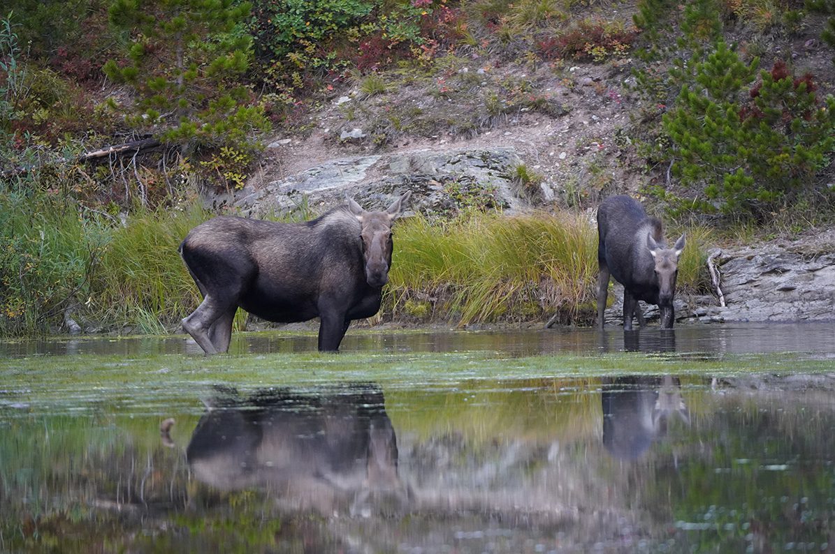 How to spot a moose
