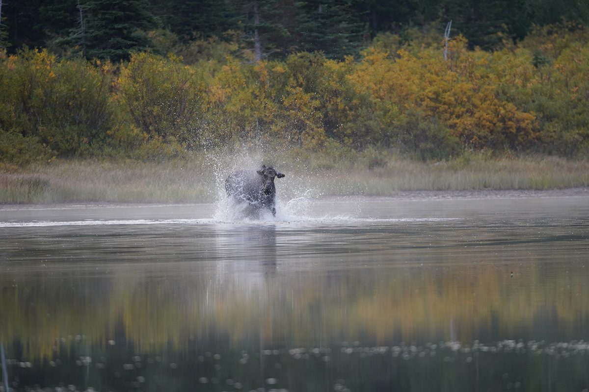 How to spot a moose