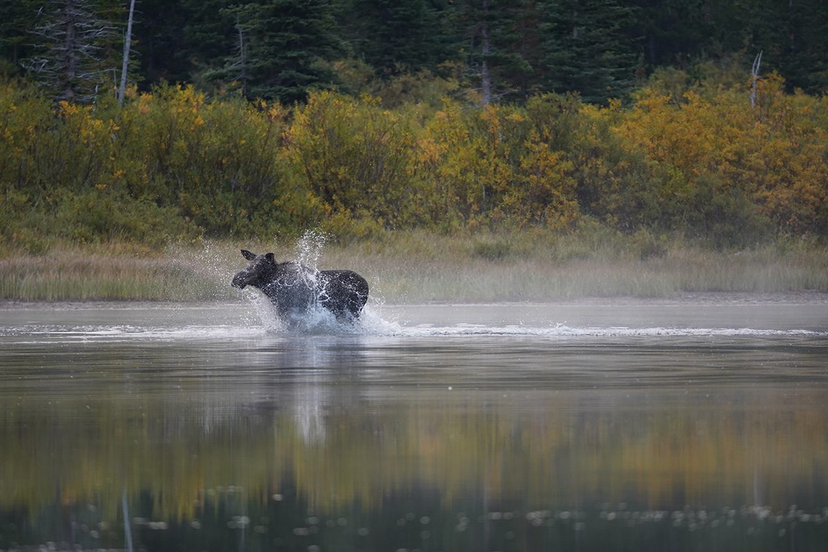 How to spot a moose