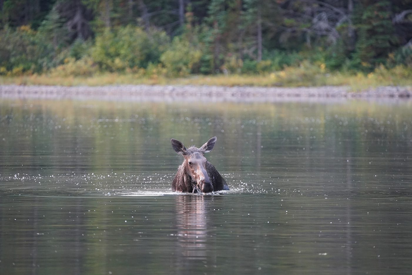 How to spot a moose