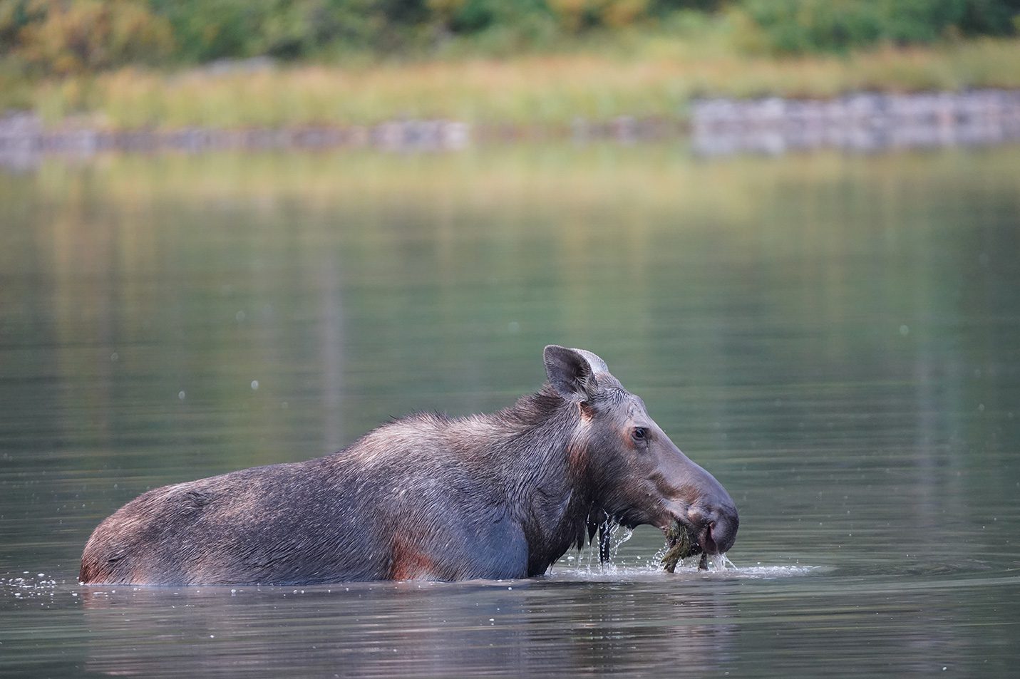 How to spot a moose