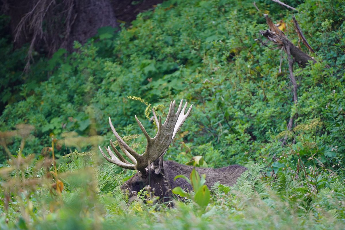 How to spot a moose