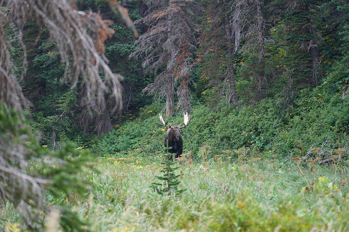 How to spot a moose