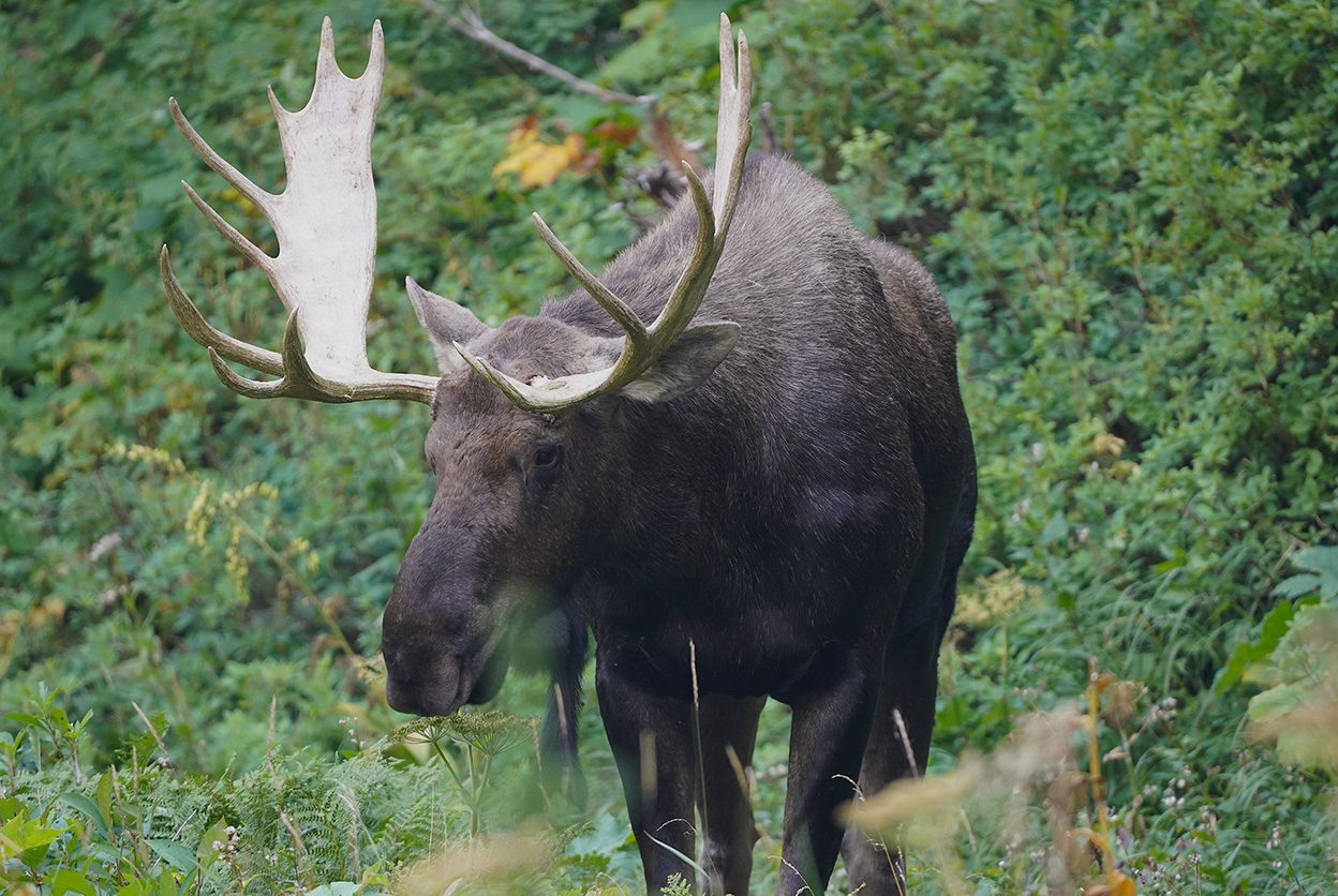 How to spot a moose