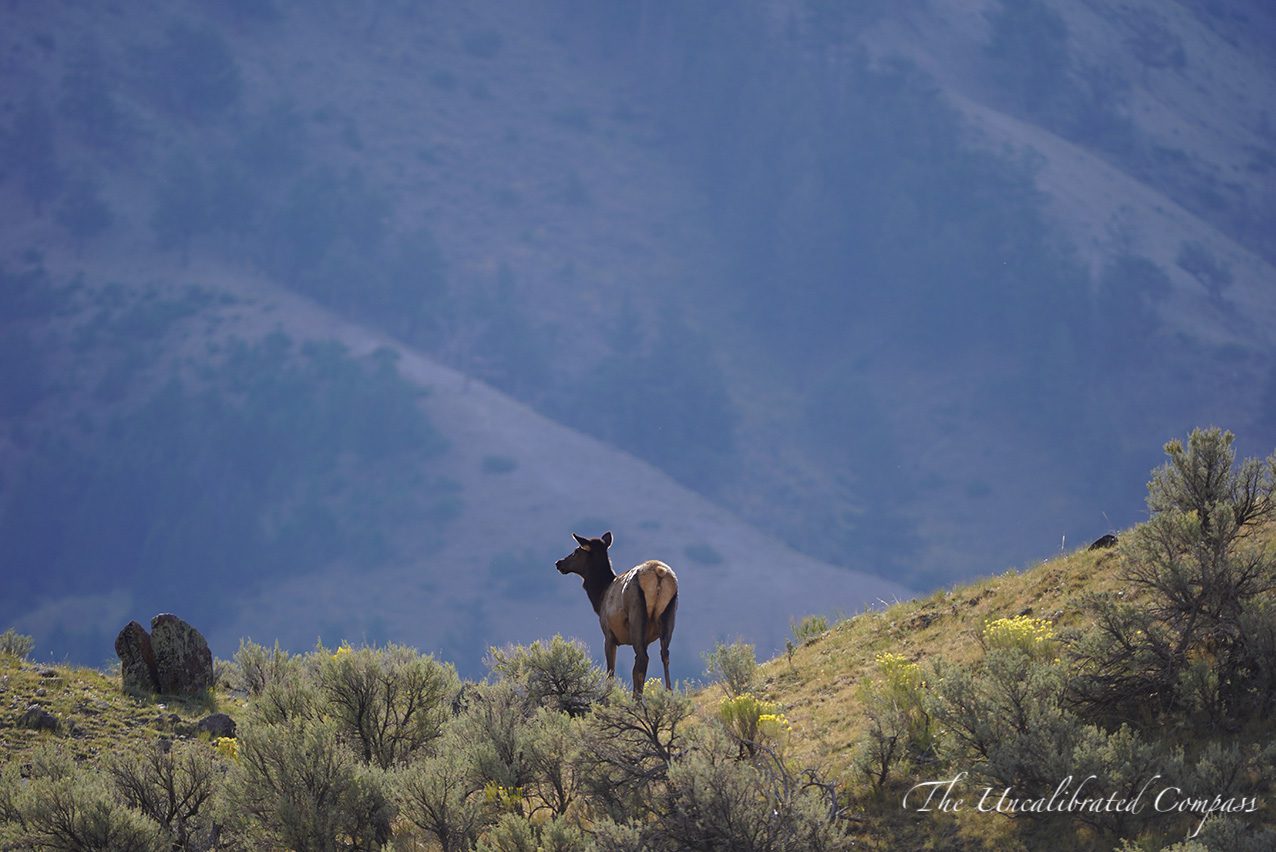 Yellowstone Adventure Guide