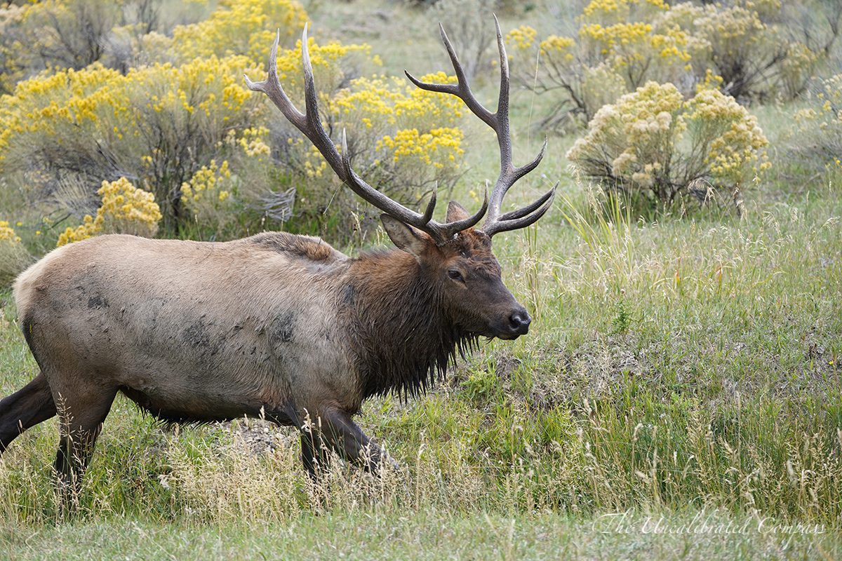 Yellowstone Adventure Guide