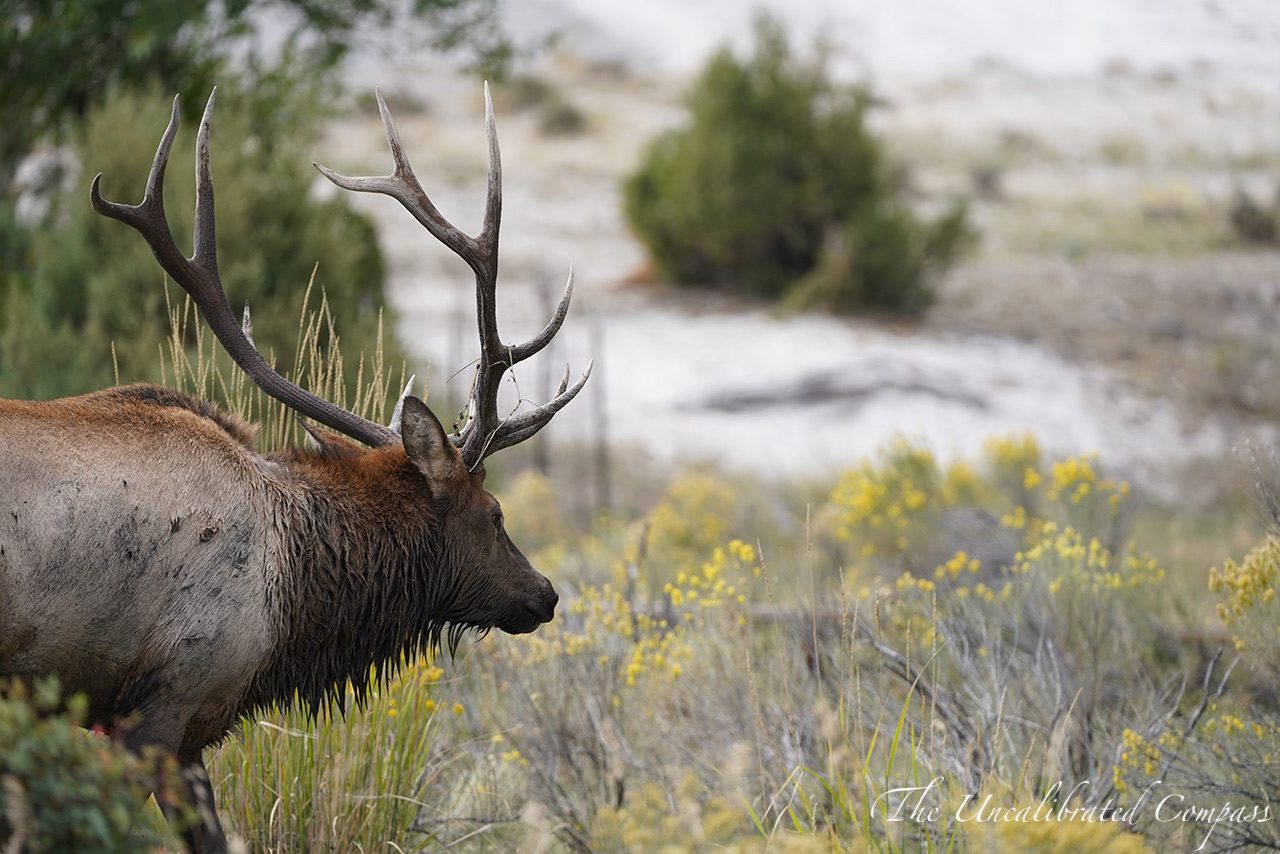 Top 7 Places to Visit in Yellowstone