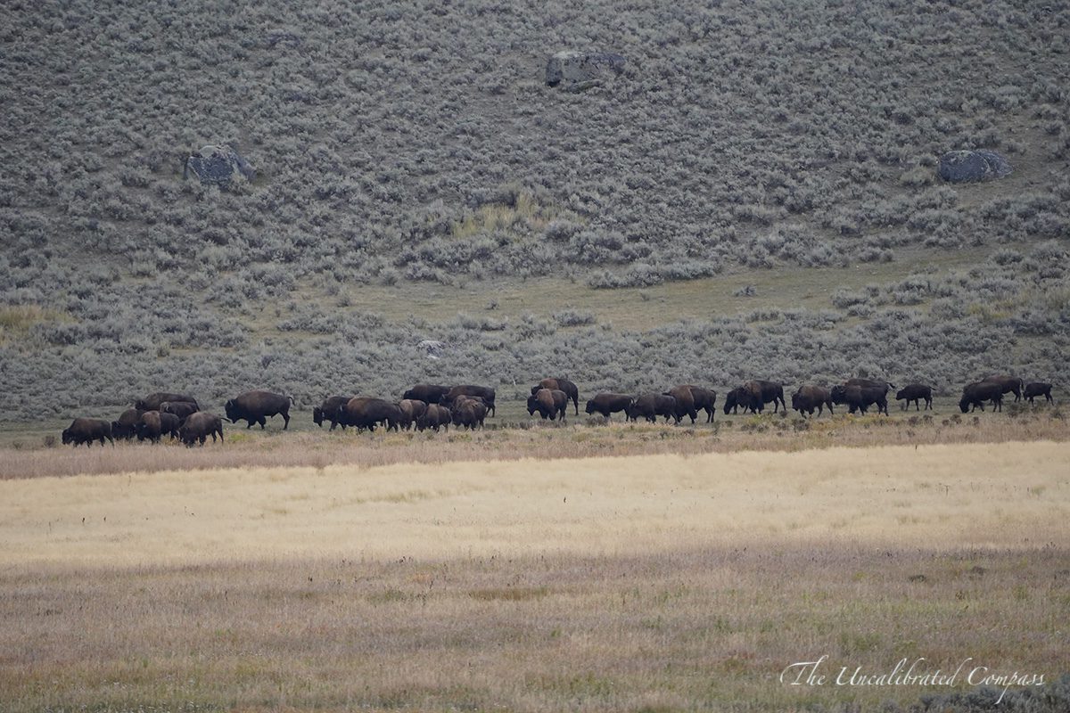 Yellowstone Adventure Guide