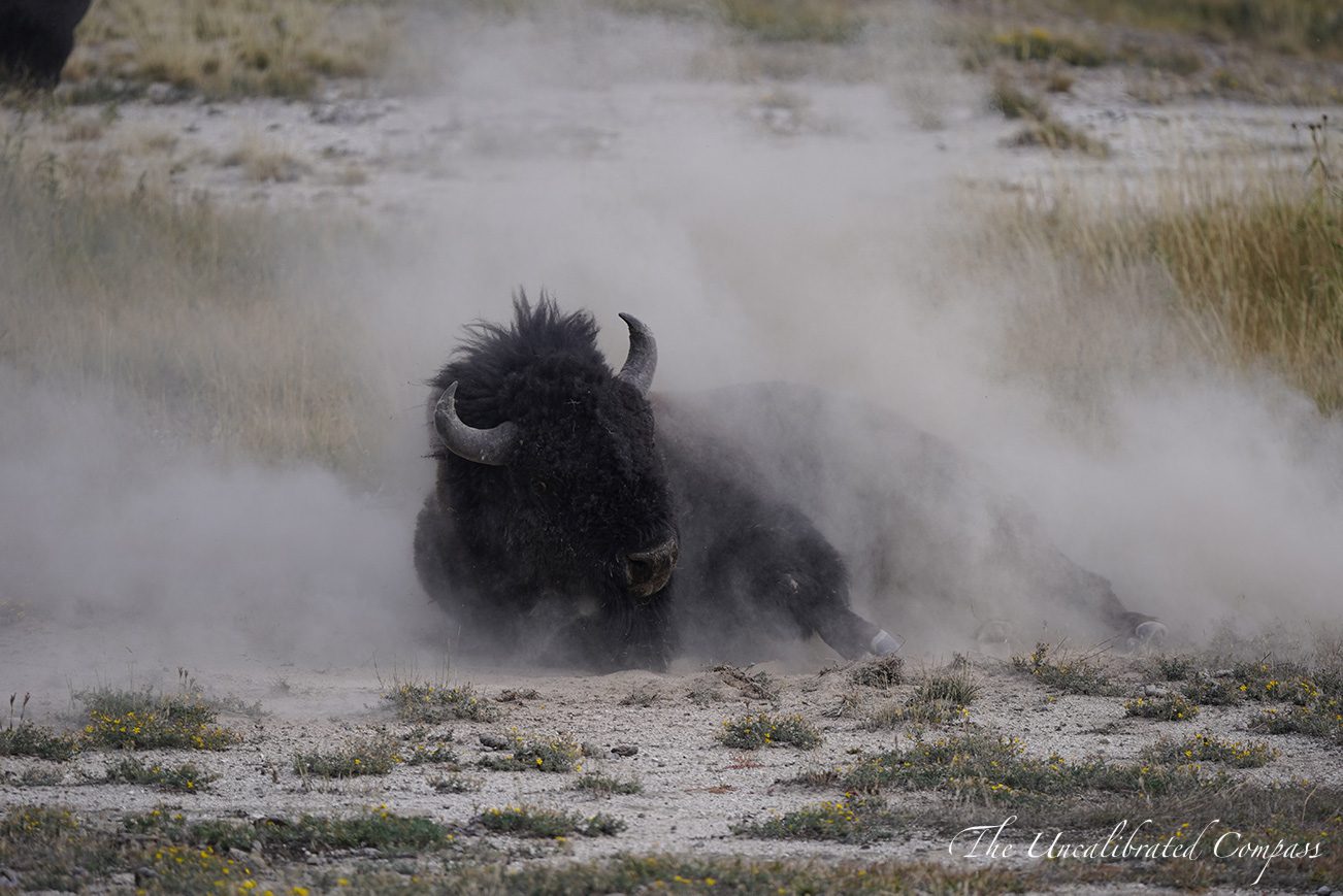 Yellowstone Adventure Guide