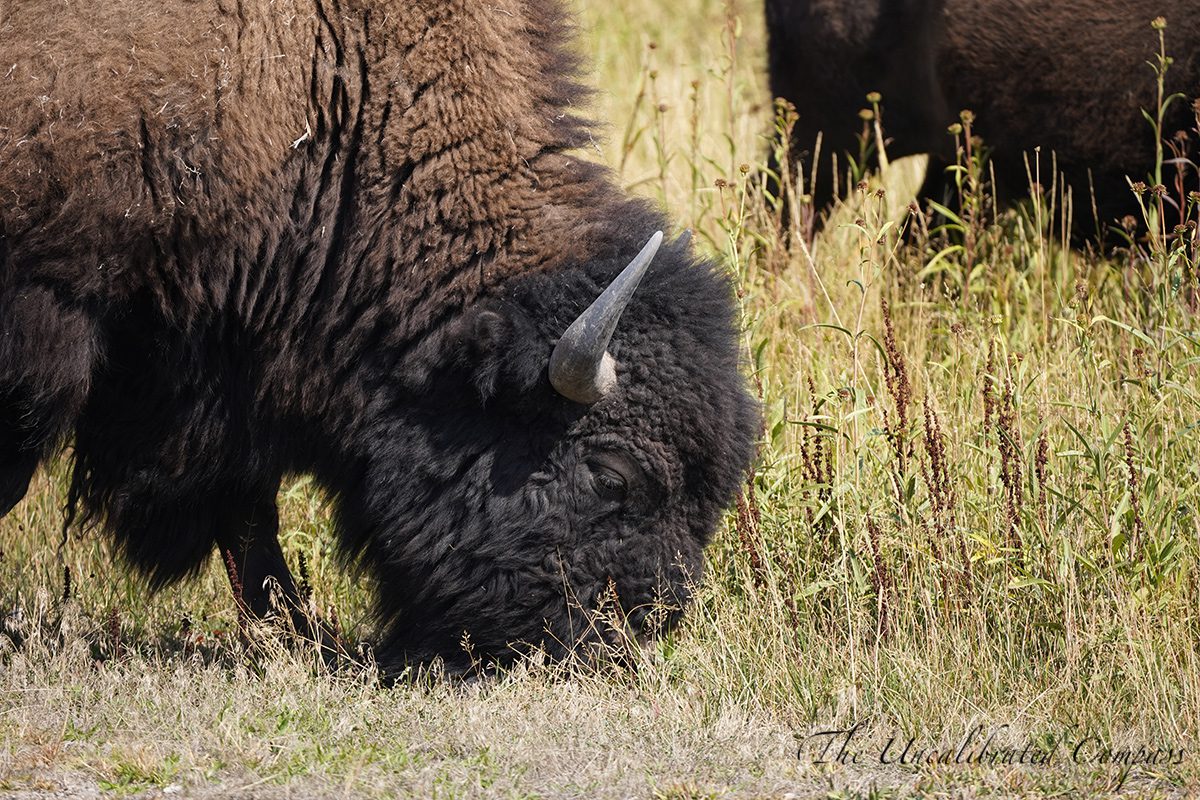 Yellowstone Adventure Guide