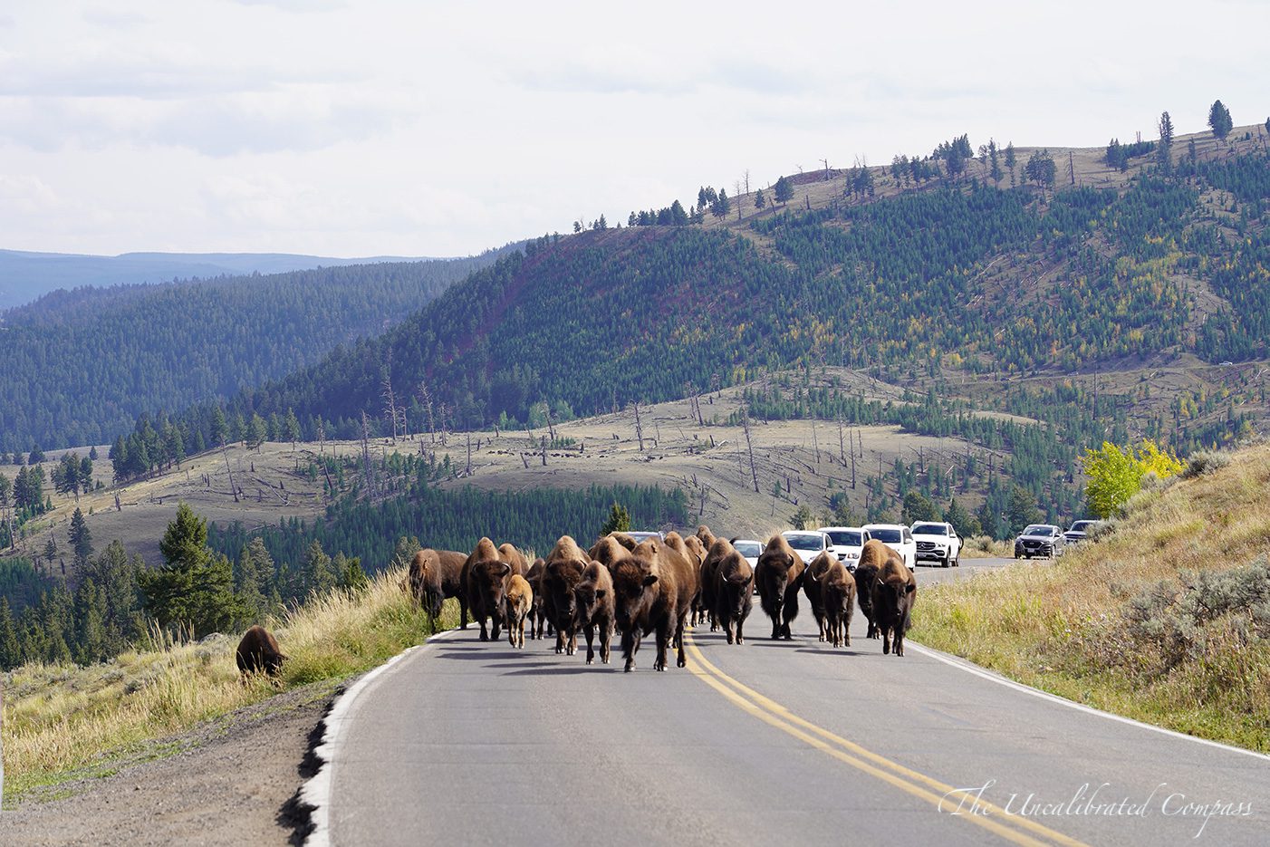 The Ultimate Yellowstone Adventure Guide: The Gems & Essential Tips