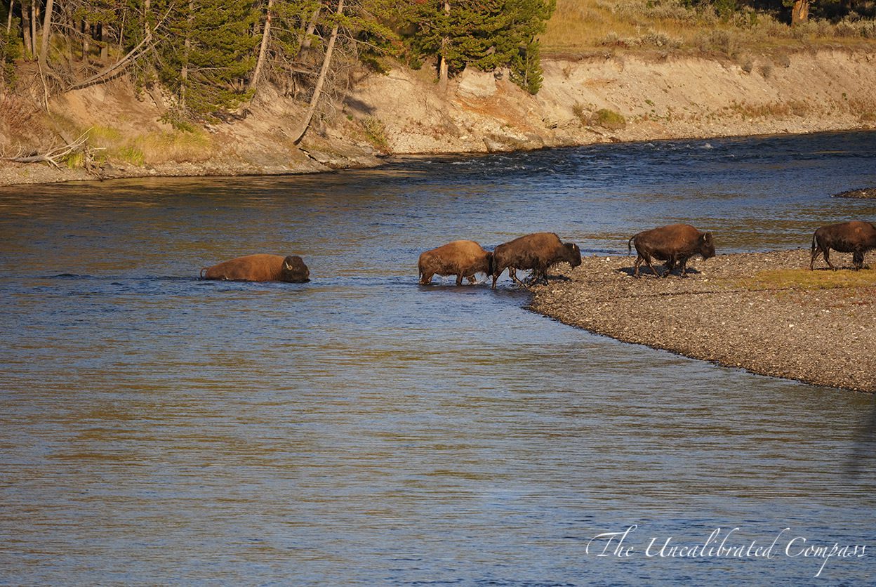 Top 7 Places to Visit in Yellowstone