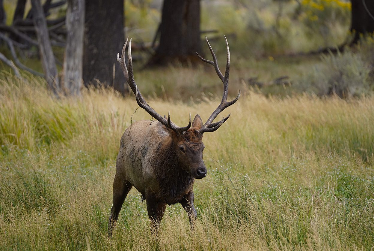 The Ultimate 3-Day Yellowstone National Park Itinerary