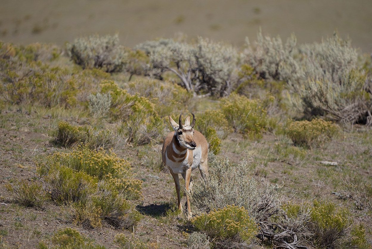 The Ultimate 3-Day Yellowstone National Park Itinerary